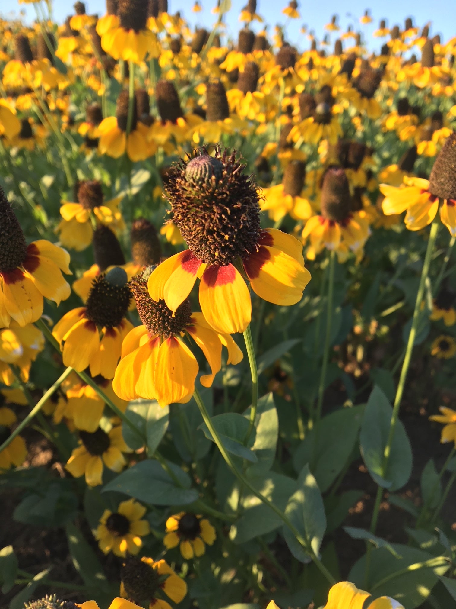 sprinkling cone flower seeds on ground RUDBECKIA amplexicaulis (Clasping Coneflower) 1/2 lb