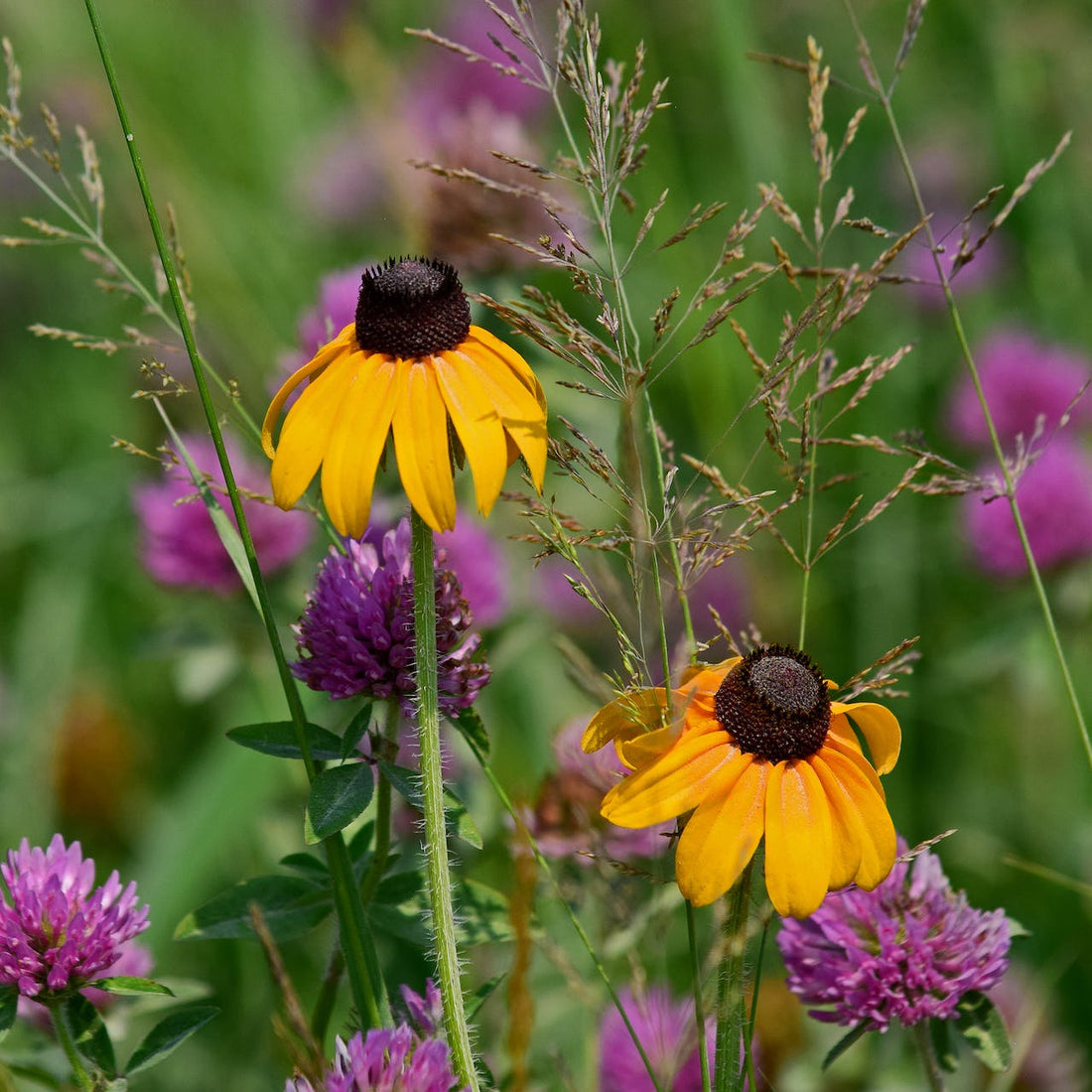 Clasping Coneflower Wildflower Seed