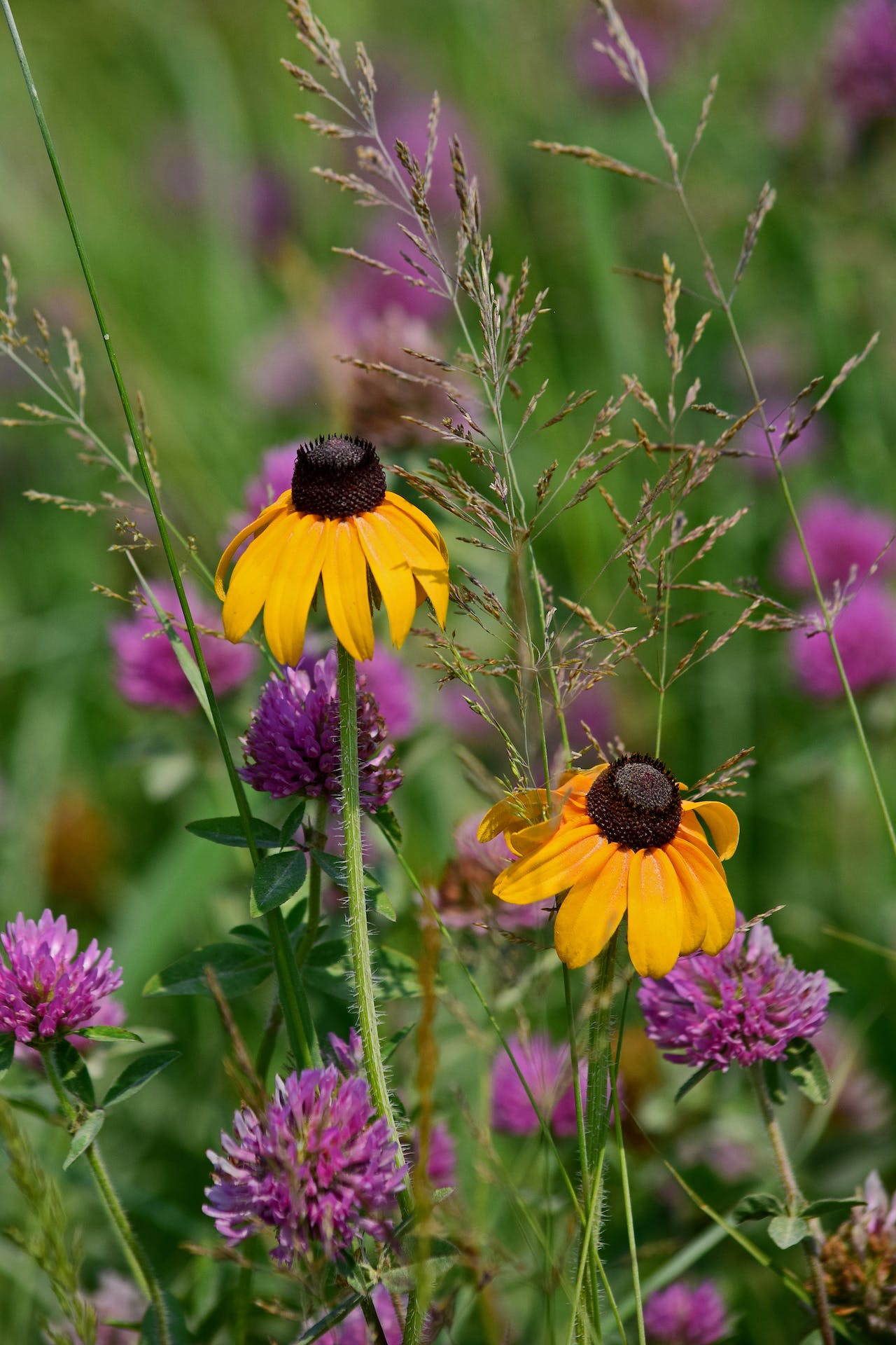 sprinkling cone flower seeds on ground in summer Clasping Coneflower Wildflower Seed
