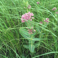 Common Milkweed Wildflower Seed