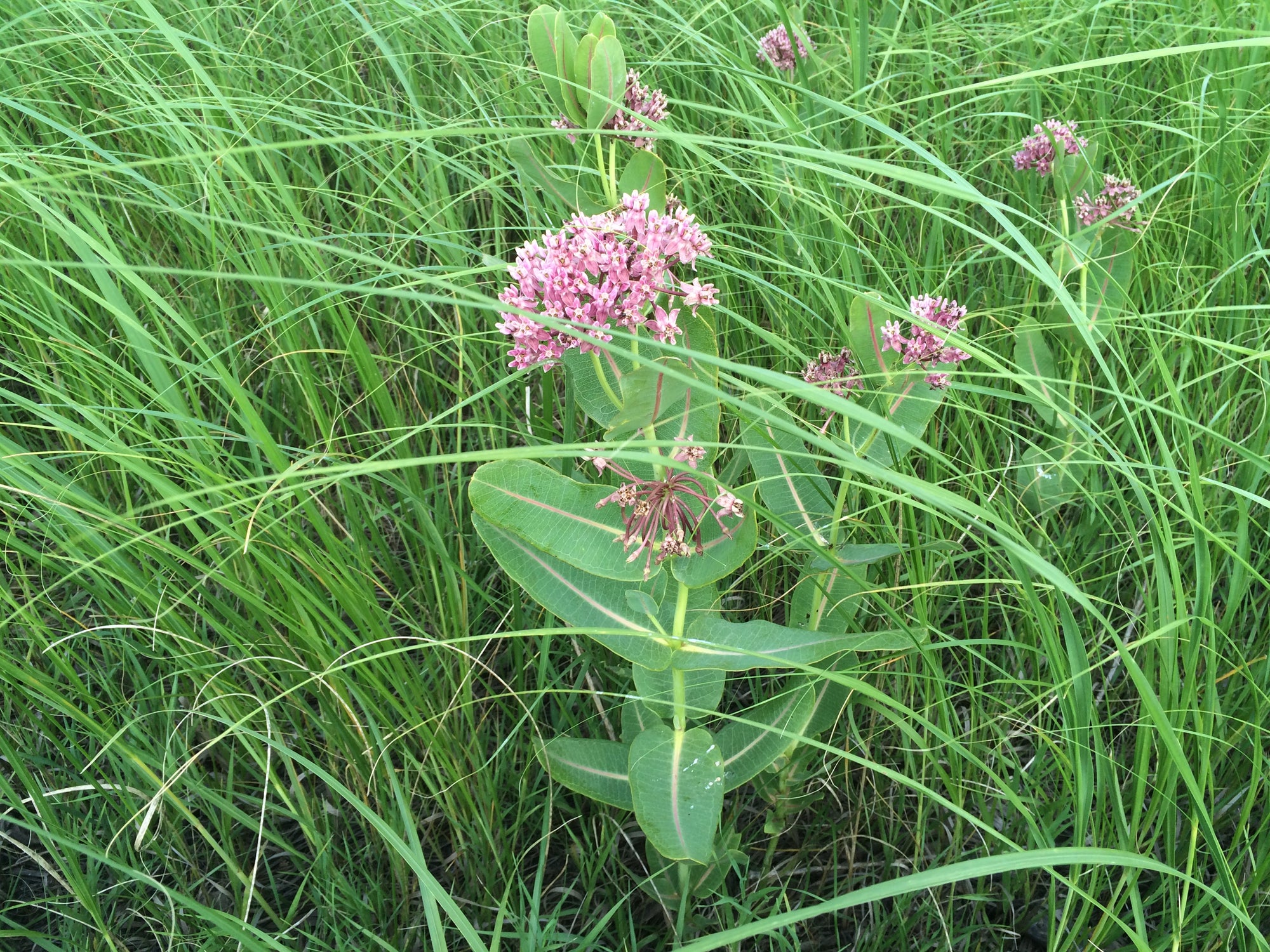 common wildflower seeds Common Milkweed Wildflower Seed – Hancock Seed