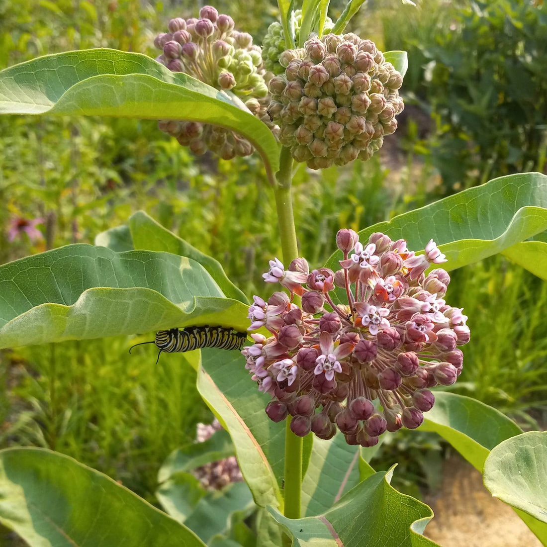 Common Milkweed Wildflower Seed