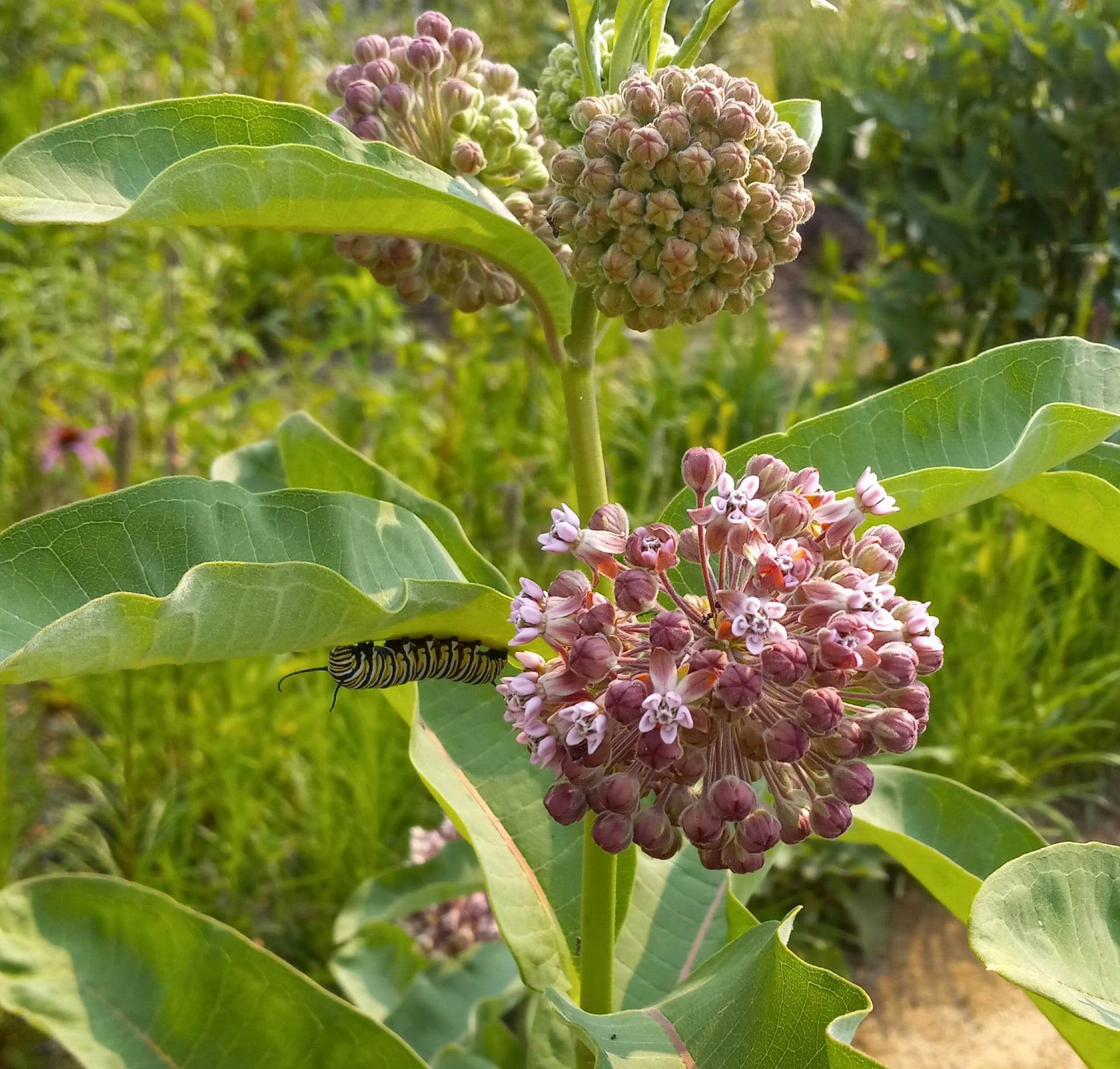 planting common milkweed seeds Common Milkweed Wildflower Seed – Hancock Seed