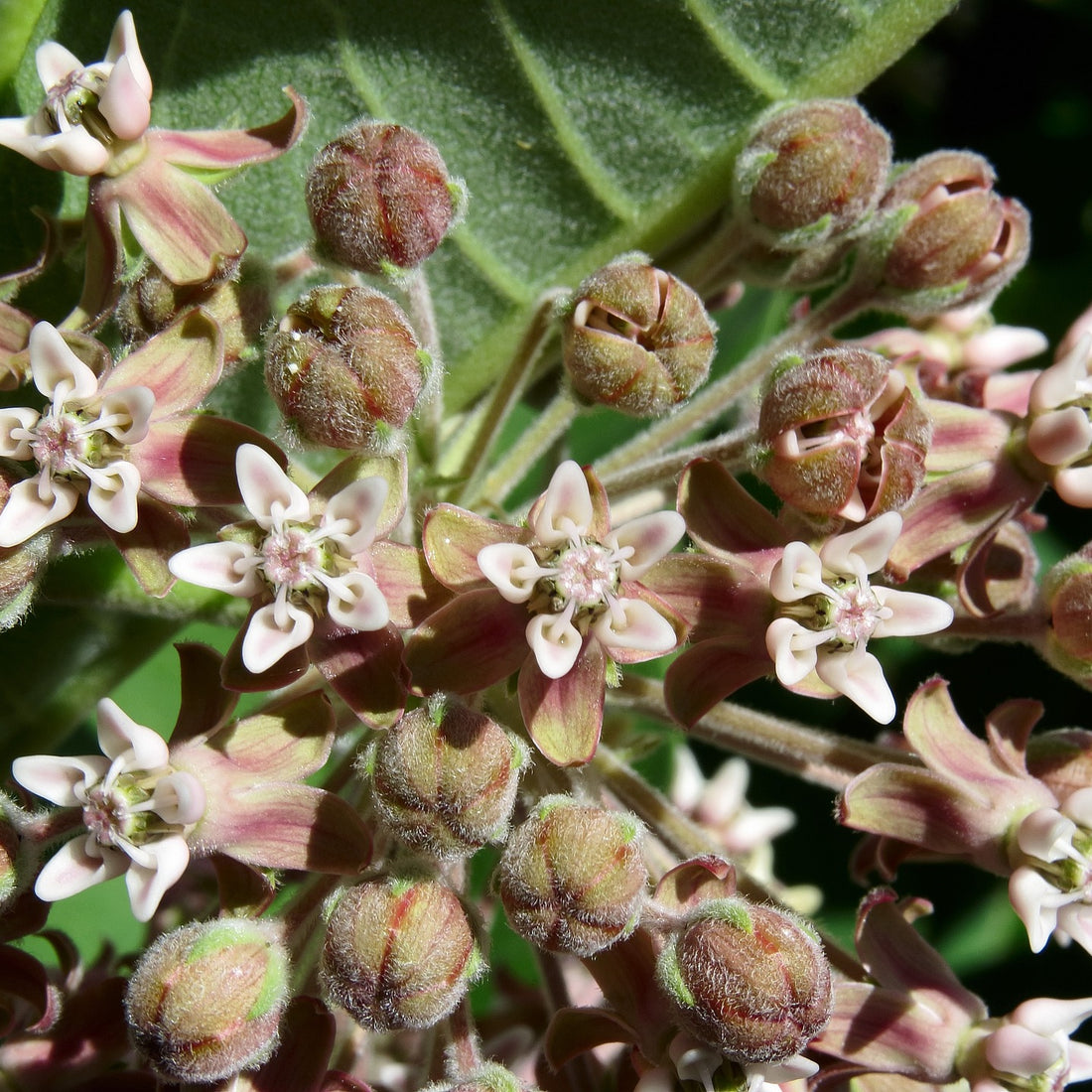 Common Milkweed Wildflower Seed