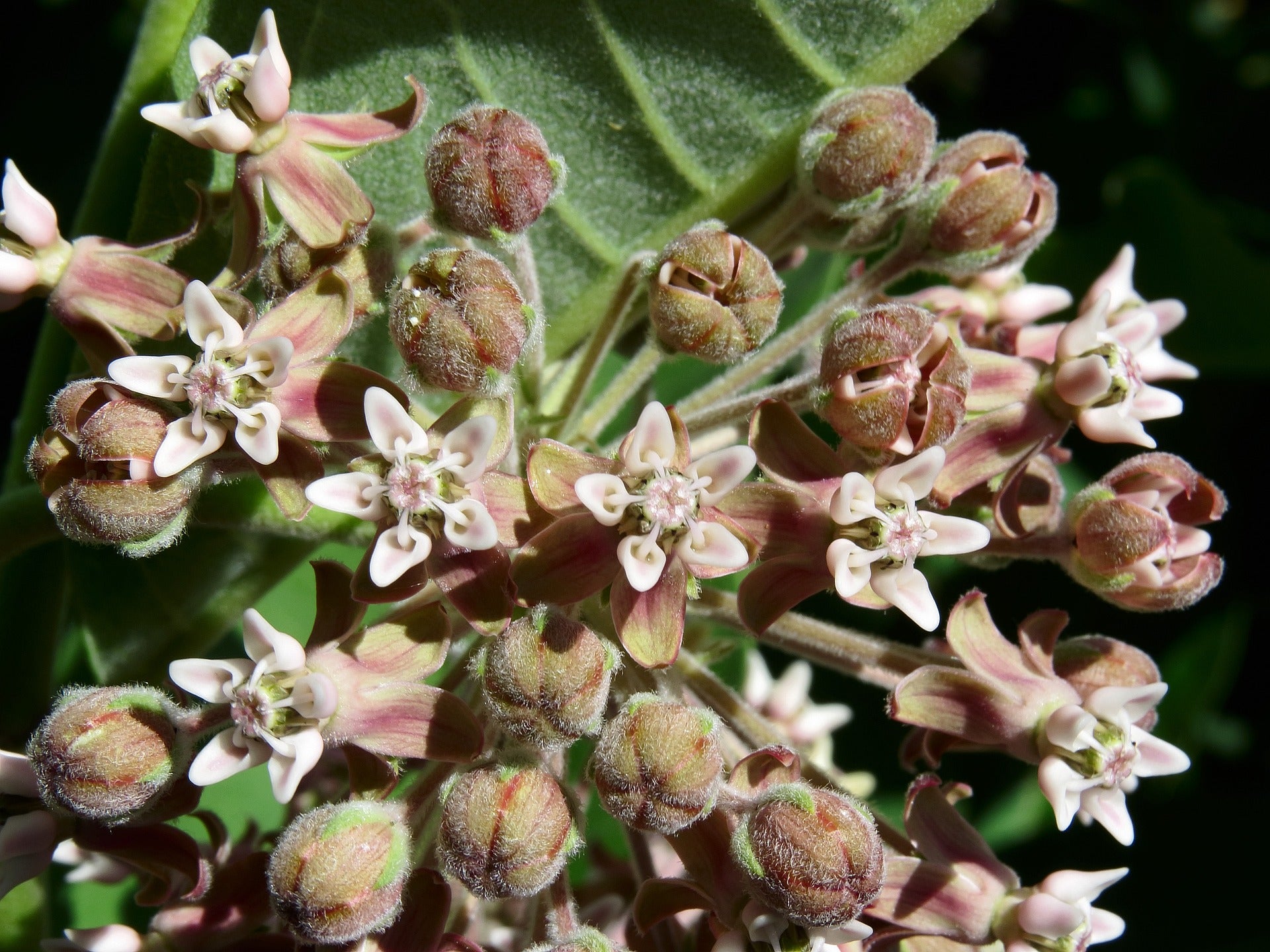 common wildflower seeds Common Milkweed Wildflower Seed – Hancock Seed