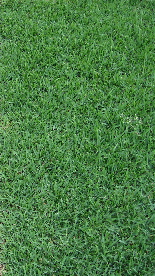Compadre Zoysia Grass Seed - Coated