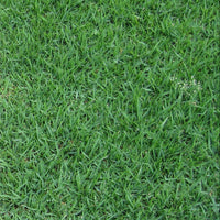 Compadre Zoysia Grass Seed - Coated