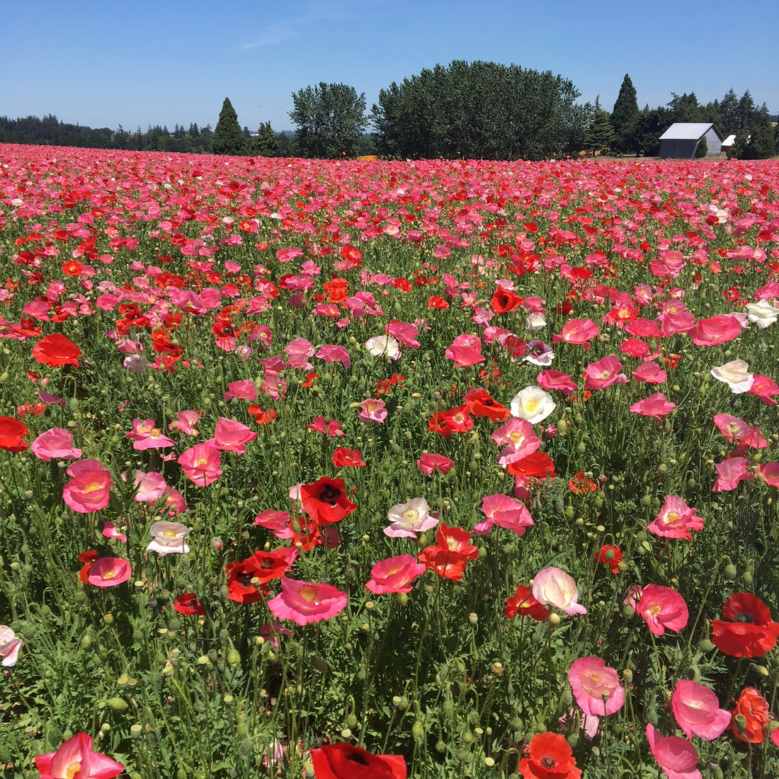 Mixed Colors Corn Poppy Wildflower Seed