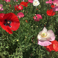 Mixed Colors Corn Poppy Wildflower Seed