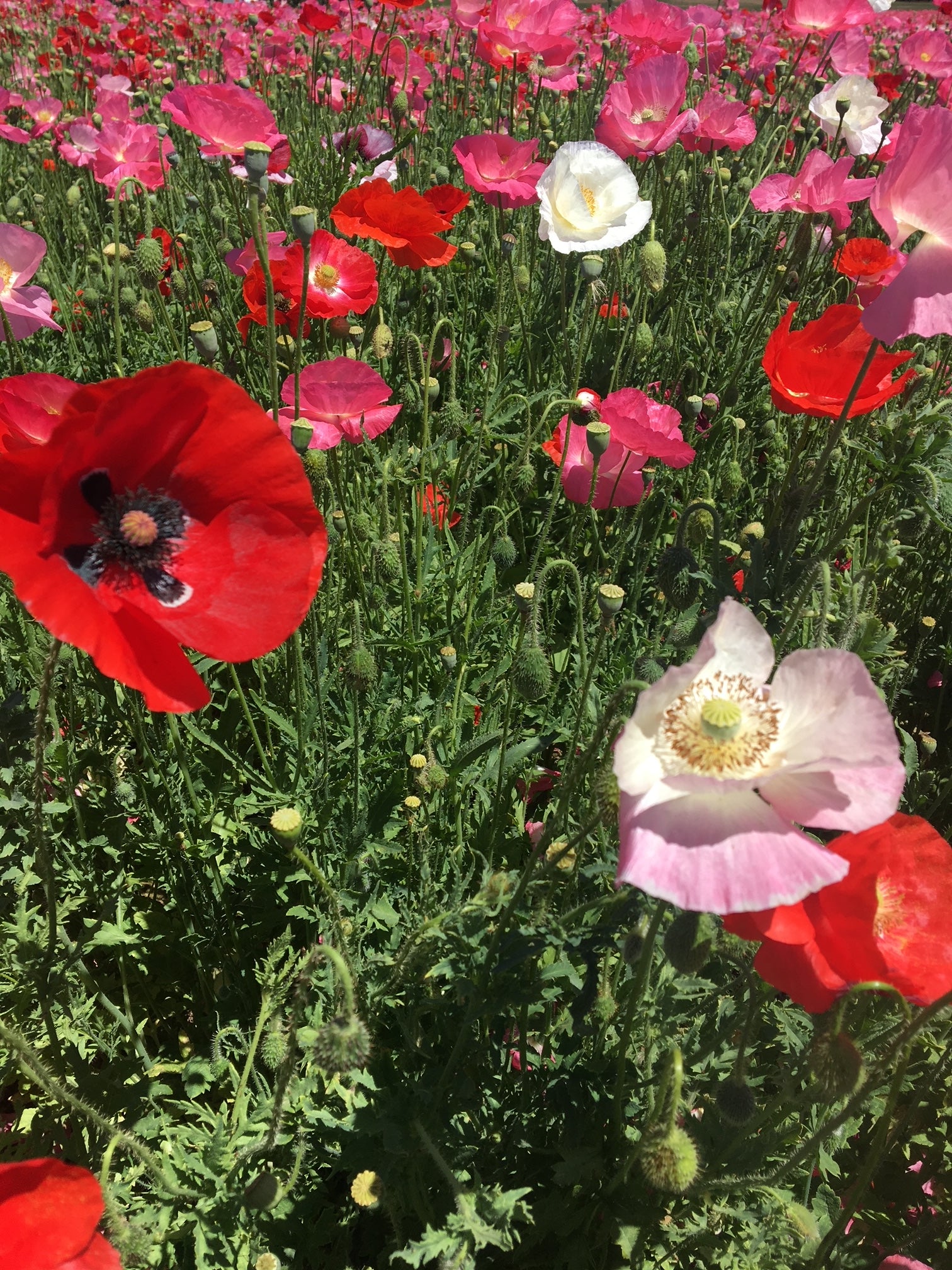 planting red corn poppy seeds Mixed Colors Corn Poppy Wildflower Seed