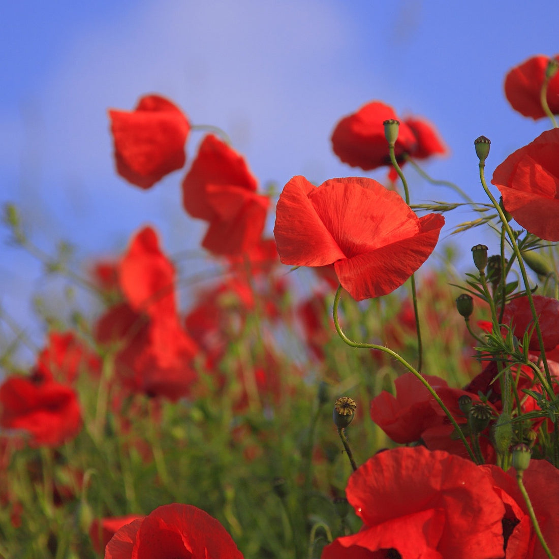 Red Corn Poppy Wildflower Seed