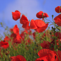Red Corn Poppy Wildflower Seed