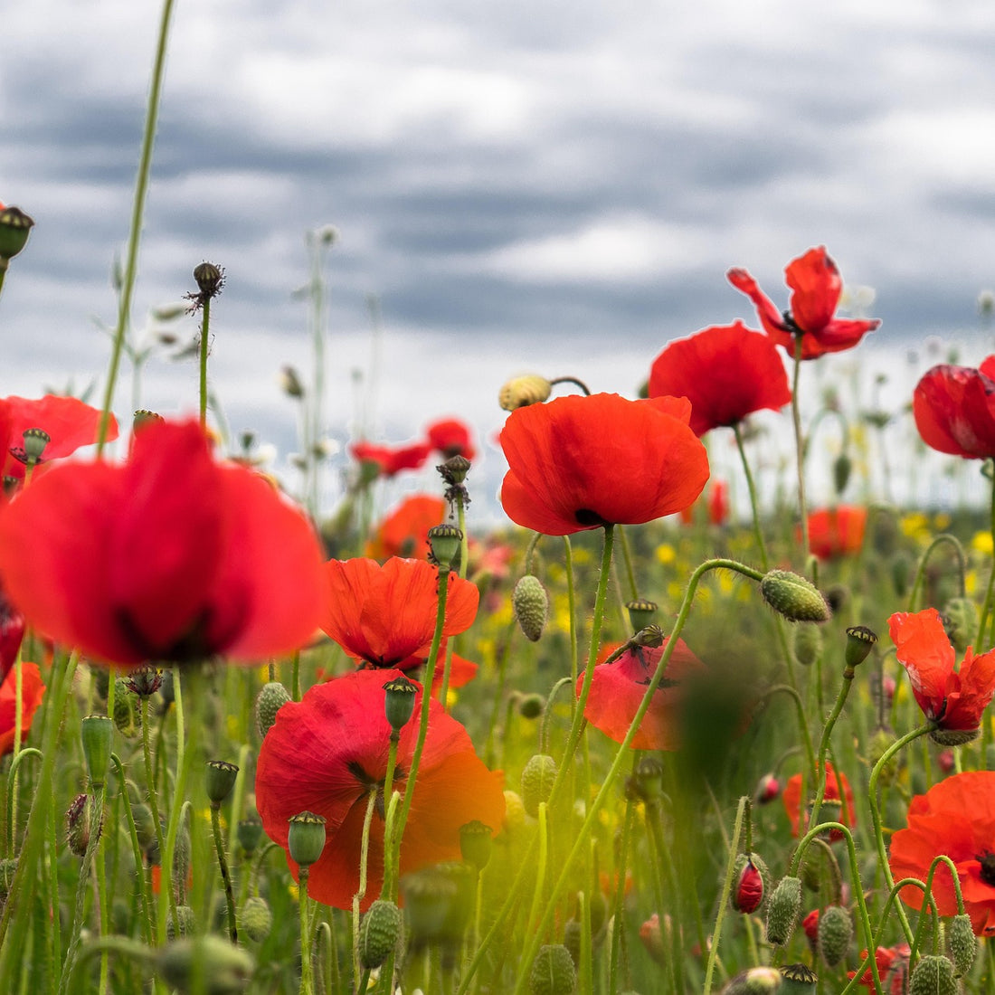 Red Corn Poppy Wildflower Seed