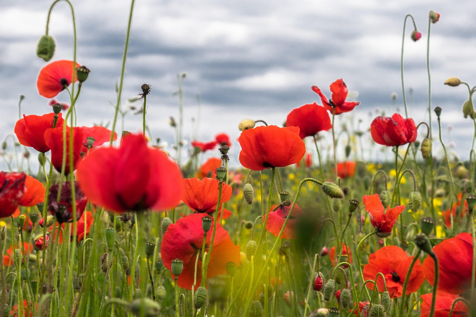 wildflower seeds poppies Red Corn Poppy Wildflower Seed