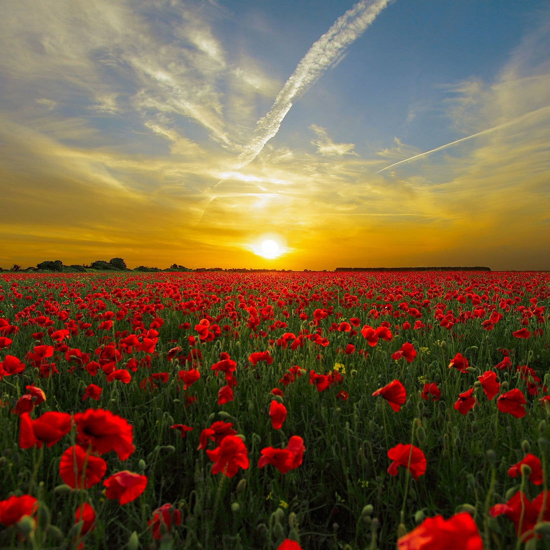 Red Corn Poppy Wildflower Seed