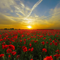 Red Corn Poppy Wildflower Seed