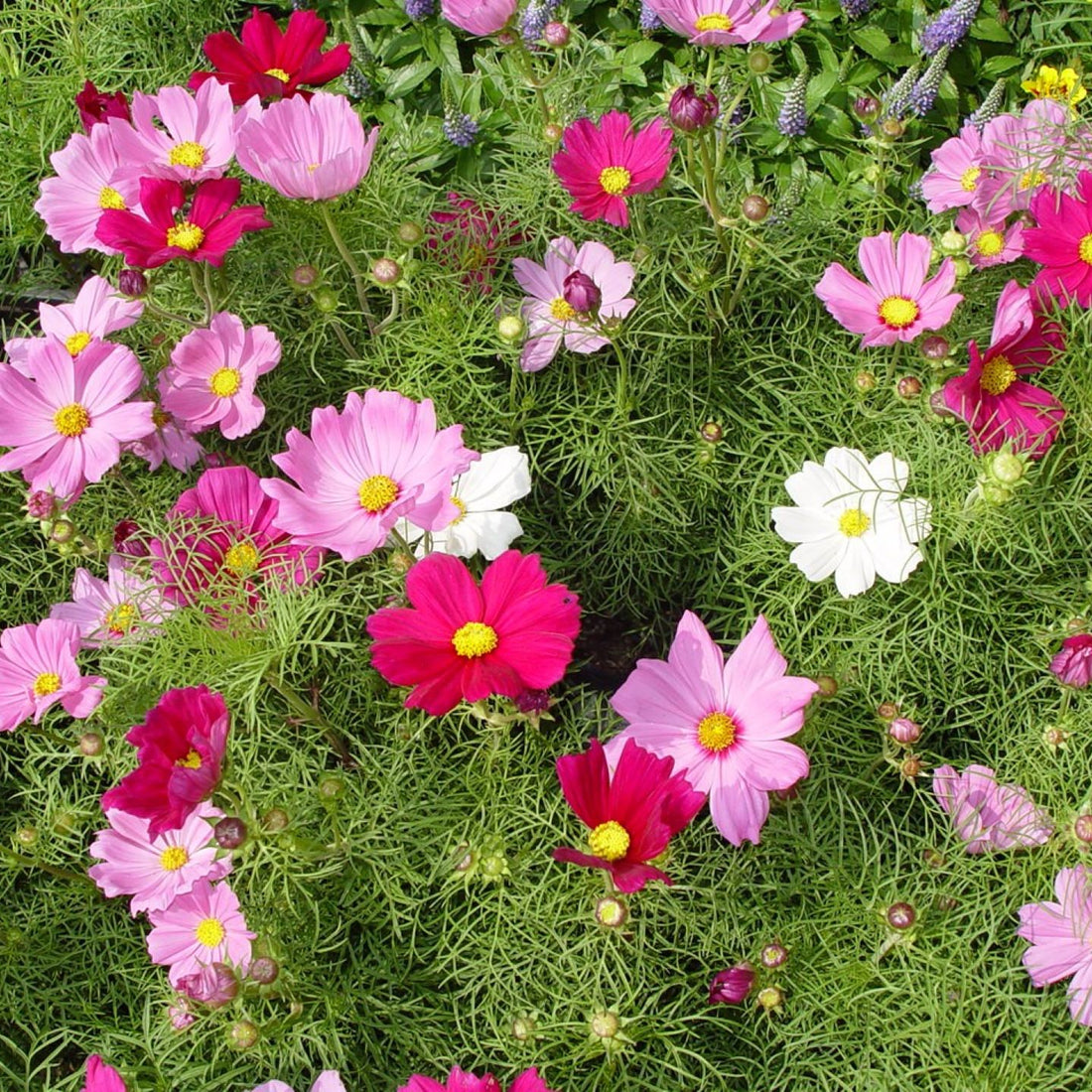 Cosmos Wildflower Seed