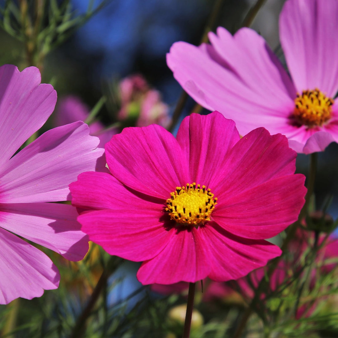 Cosmos Wildflower Seed