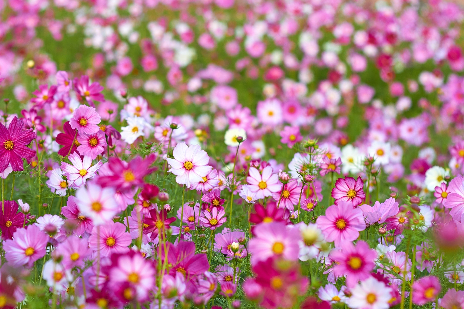 Cosmos Wildflower Seed
