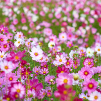 Cosmos Wildflower Seed