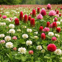 Hancock's Crown Jewel Clover Seed Blend