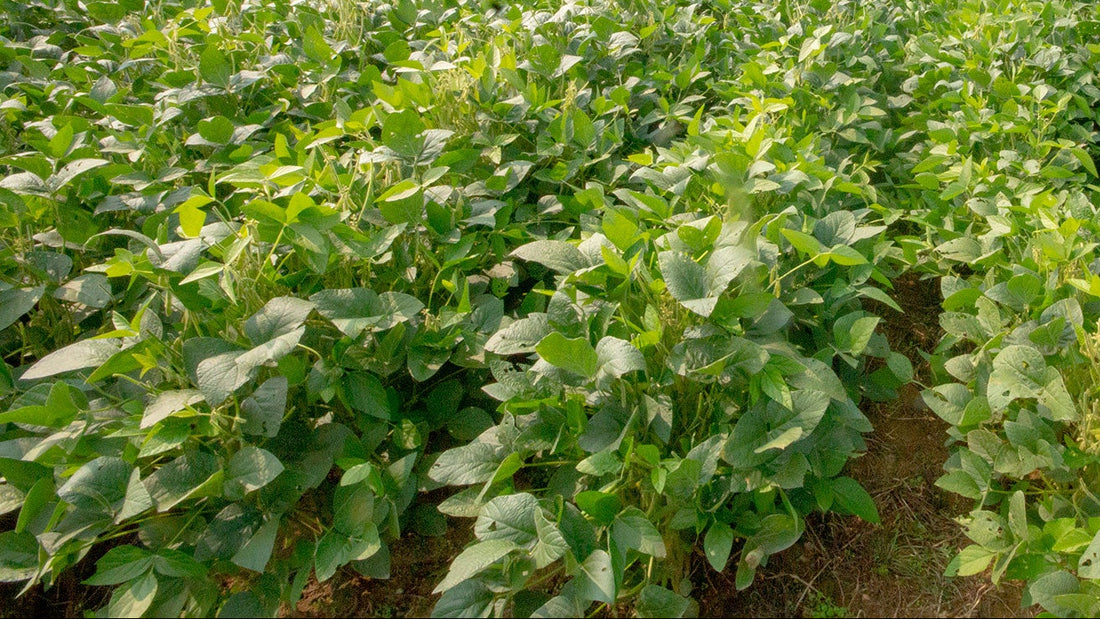 Buck Bean Seed