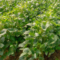 Buck Bean Seed