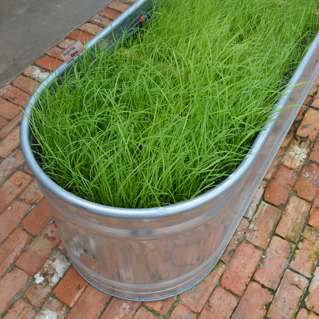 Hancock's Argentine Bahia Fall & Winter Grass Seed Mix