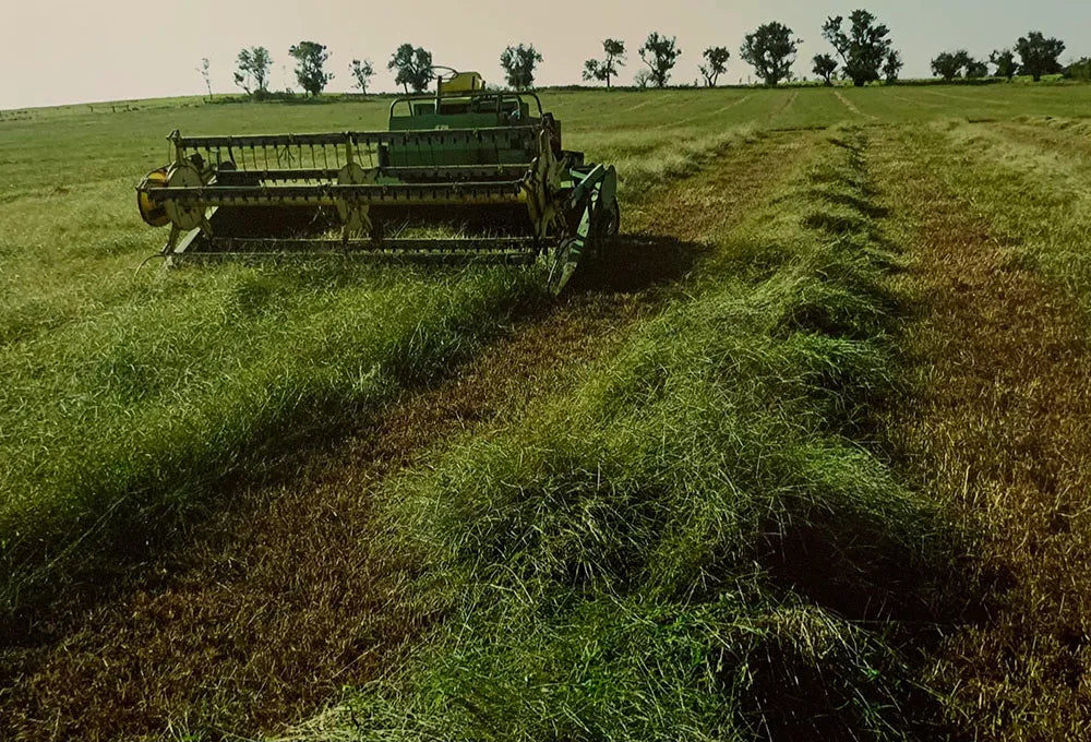 Big River Crabgrass Seed