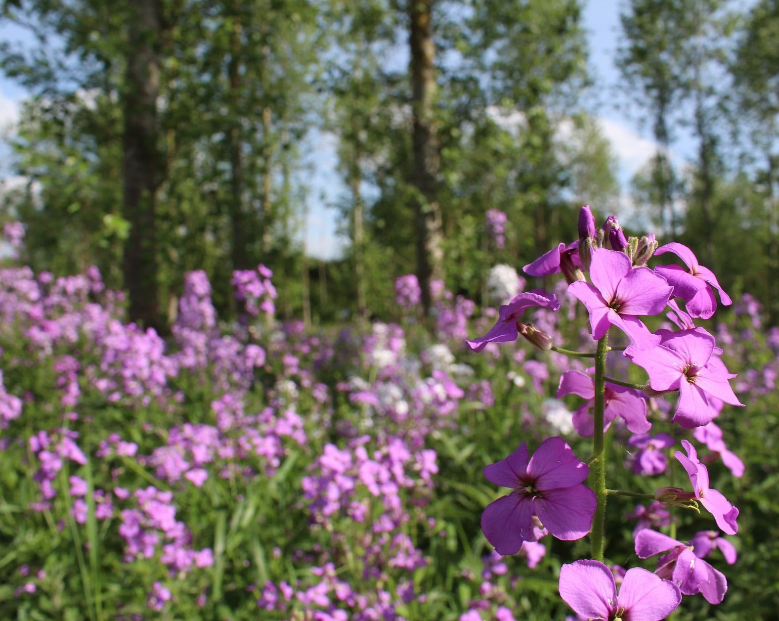Dame's Rocket Wildflower Seed – Hancock Seed