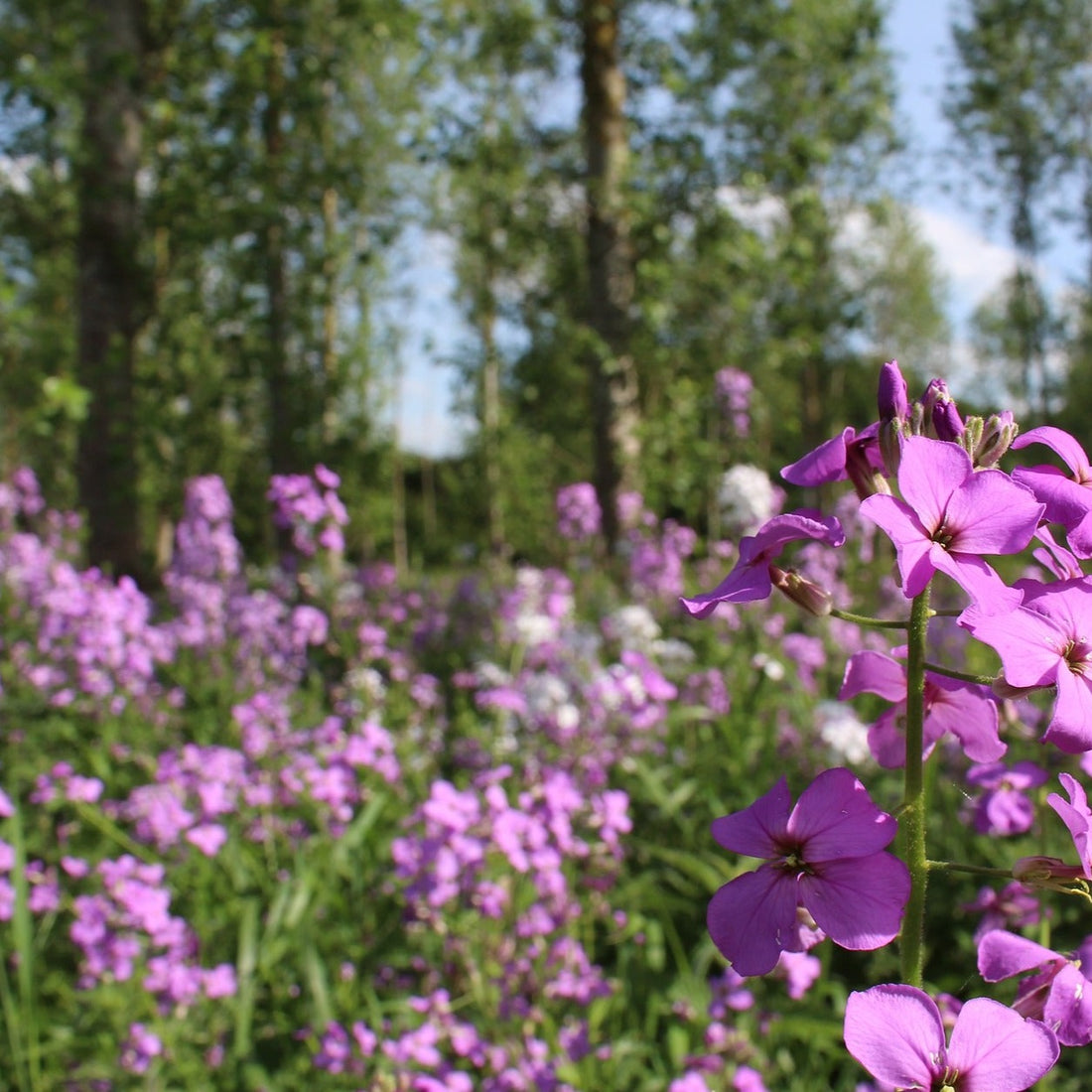 Dame's Rocket Wildflower Seed