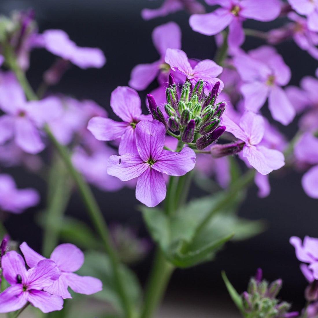 Dame's Rocket Wildflower Seed