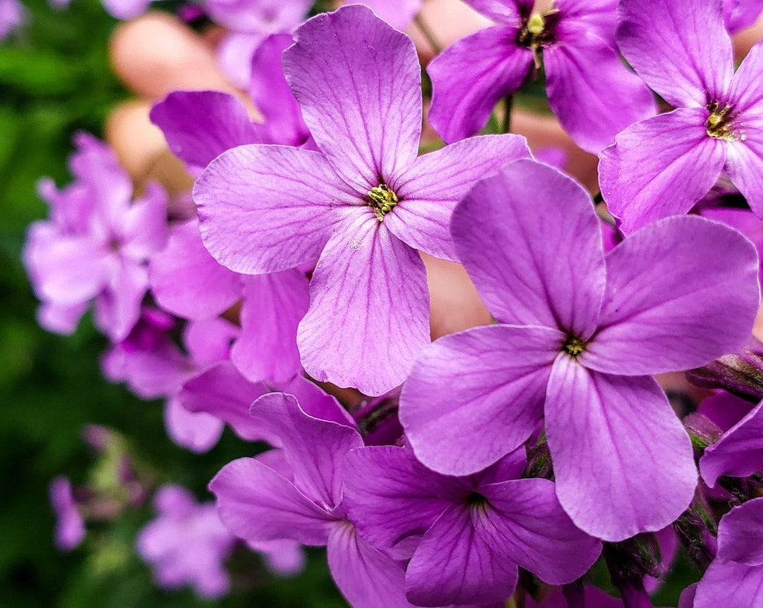 Dame's Rocket Wildflower Seed