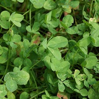 Durana White Clover Seed - Certified