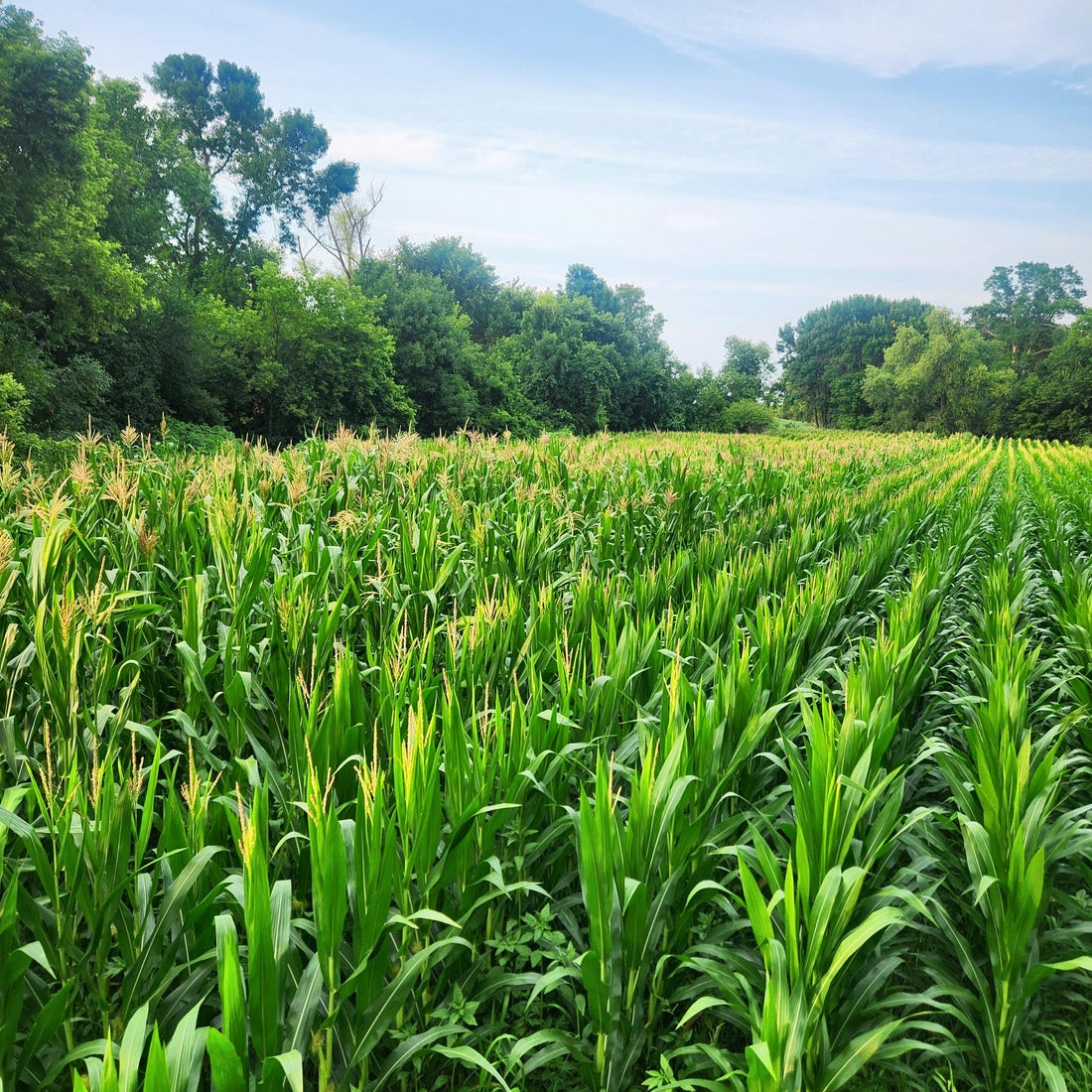 Dwarf Corn Seed (52 lbs. bag is 80,000 seed count, weight varies)