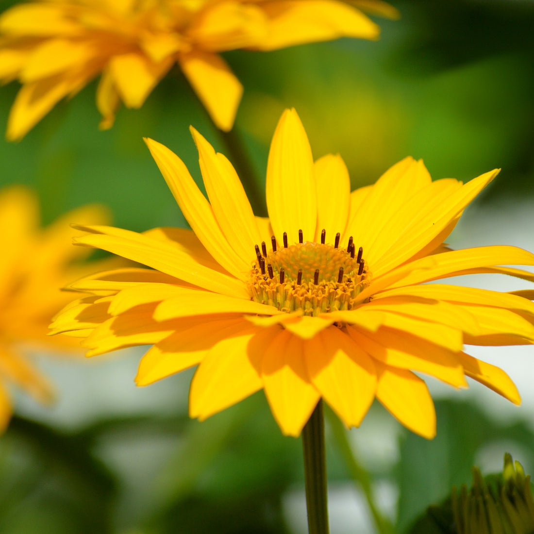 False Sunflower Seed