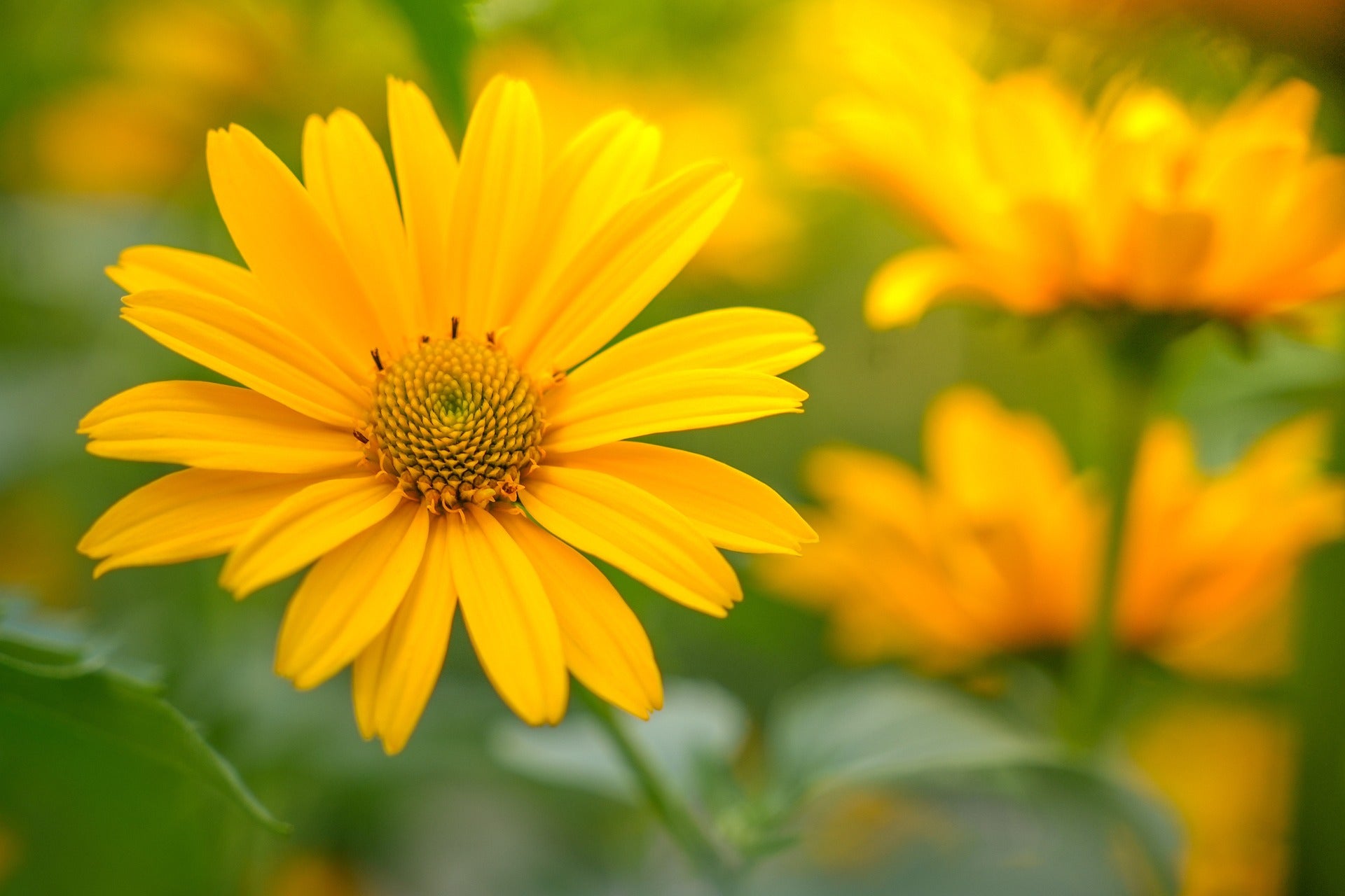 False Sunflower Roots False Sunflower Seed – hancockseed.com