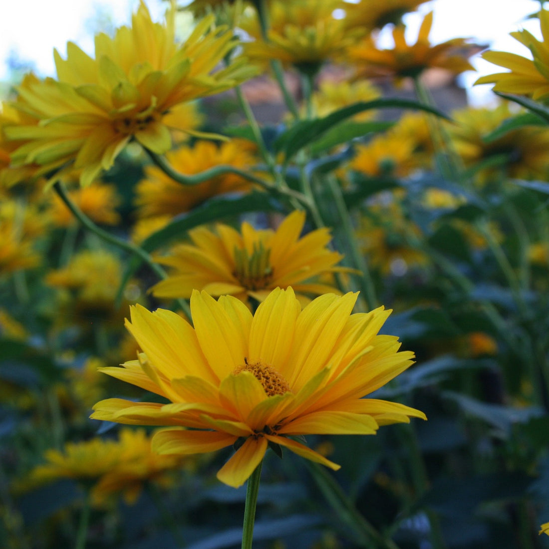 False Sunflower Seed