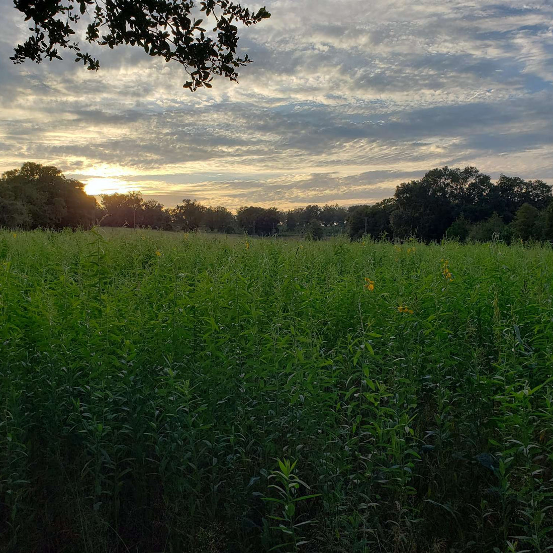 Hancock's Buck Buffet Spring Food Plot Seed Mix