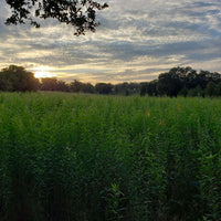 Hancock's Buck Buffet Spring Food Plot Seed Mix