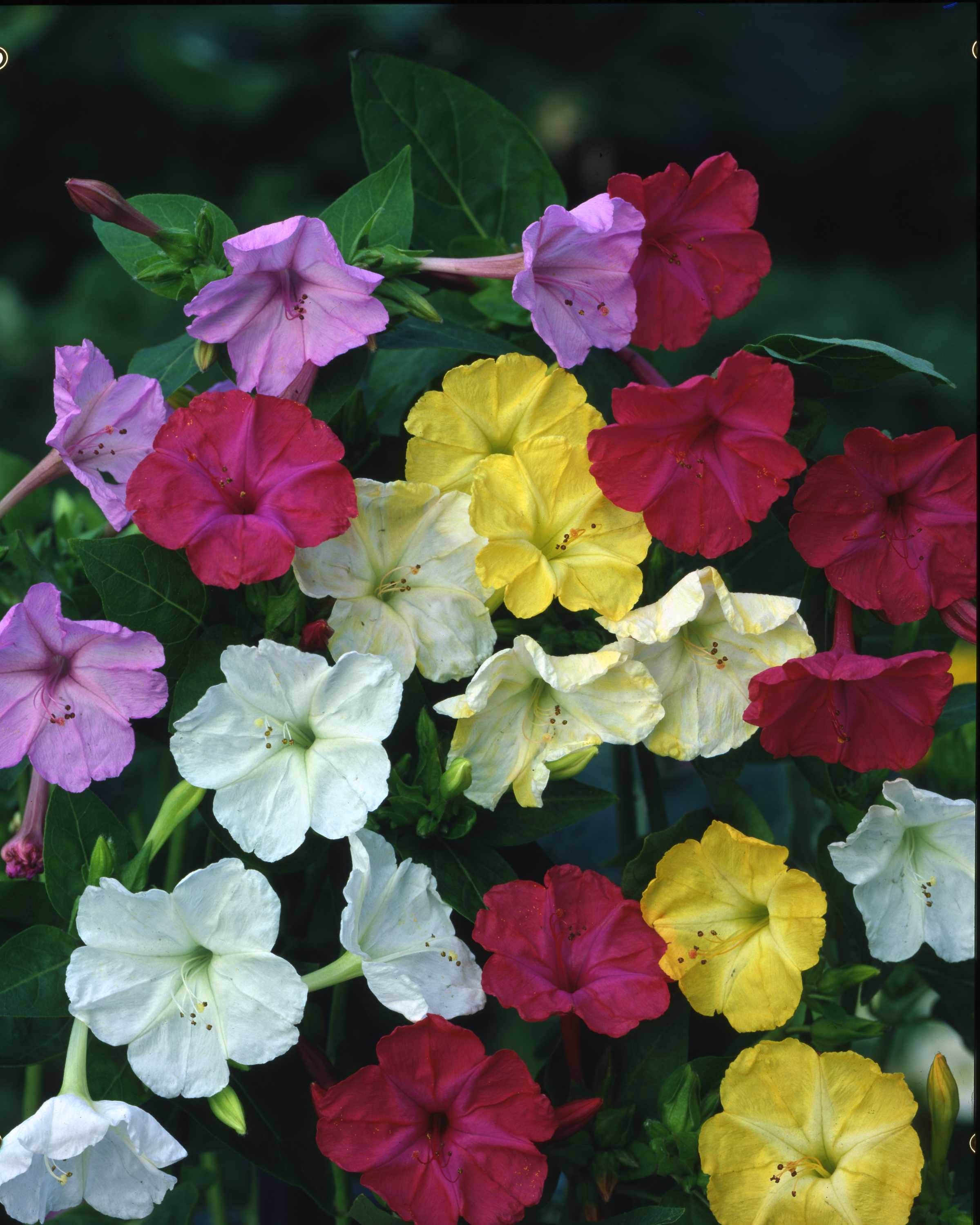 Four O'Clocks Wildflower Seed – Hancock Seed