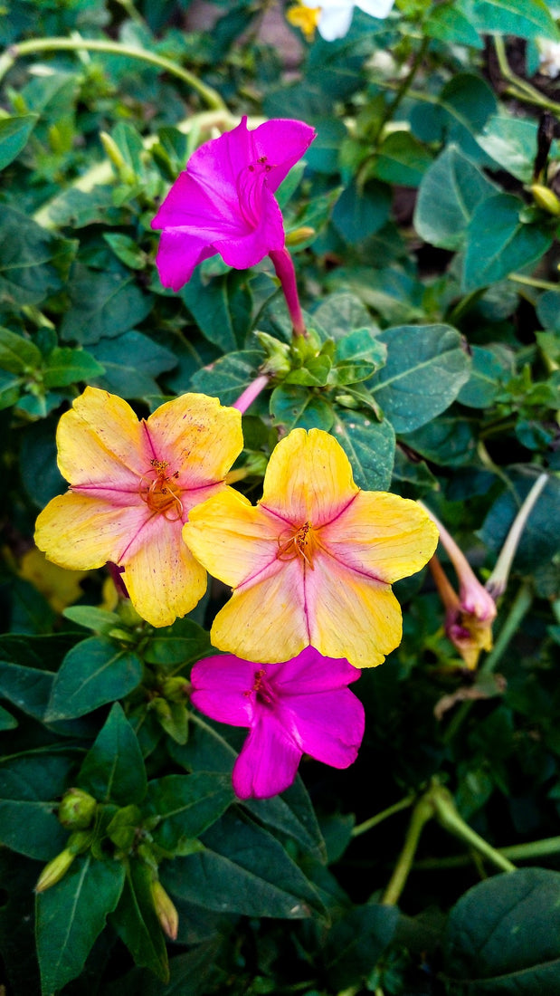 Four O'Clocks Wildflower Seed