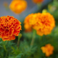 French Marigold Wildflower Seed