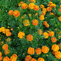 French Marigold Wildflower Seed