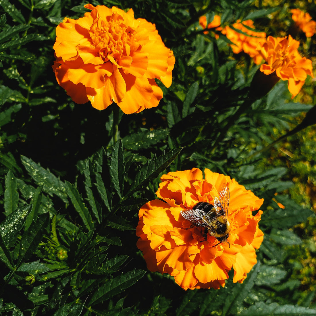 French Marigold Wildflower Seed