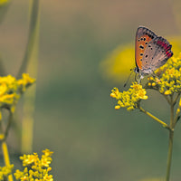 Golden Alexander Wildflower Seed