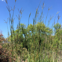 Big Bluestem Native Grass Seed