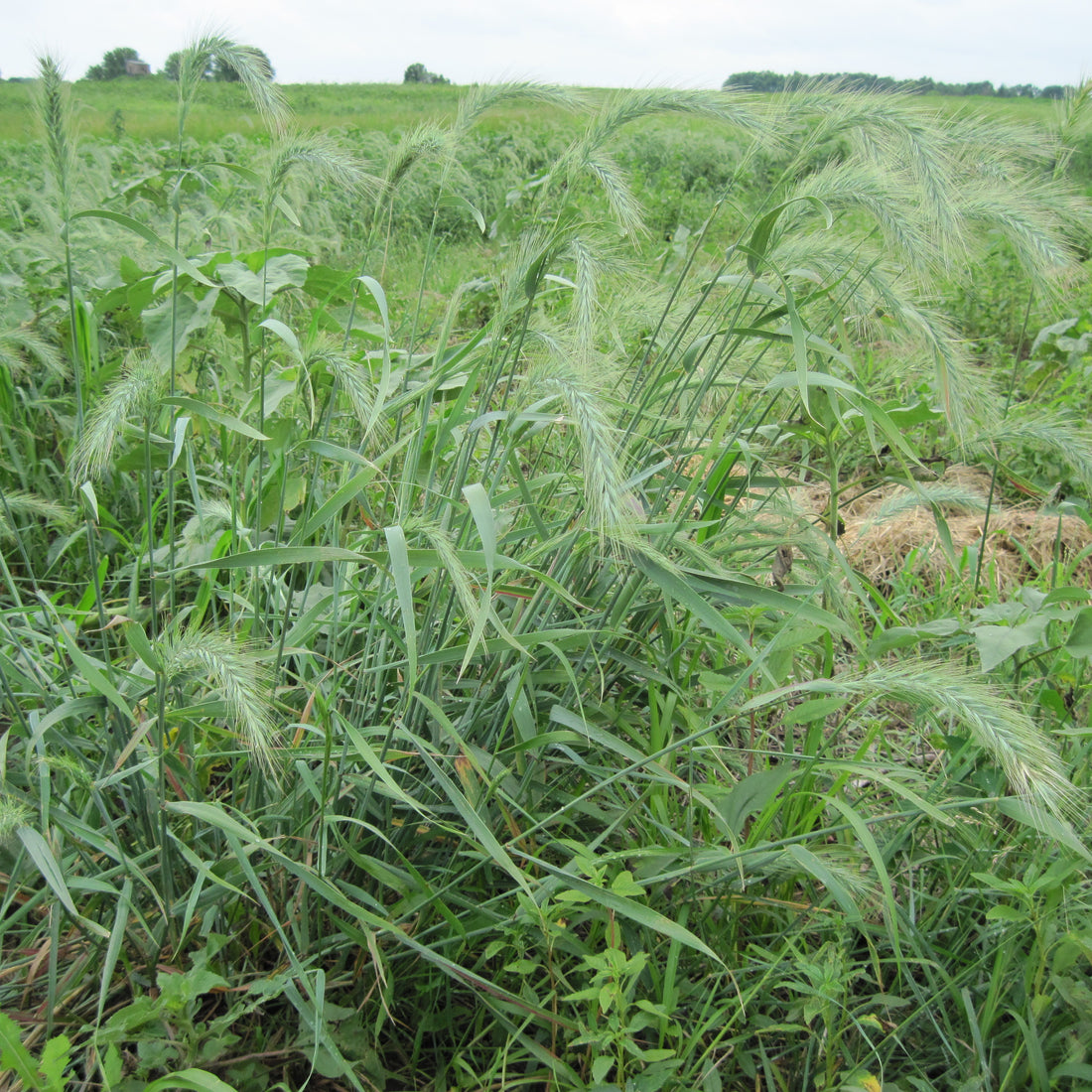 Canada Wildrye Native Grass Seed