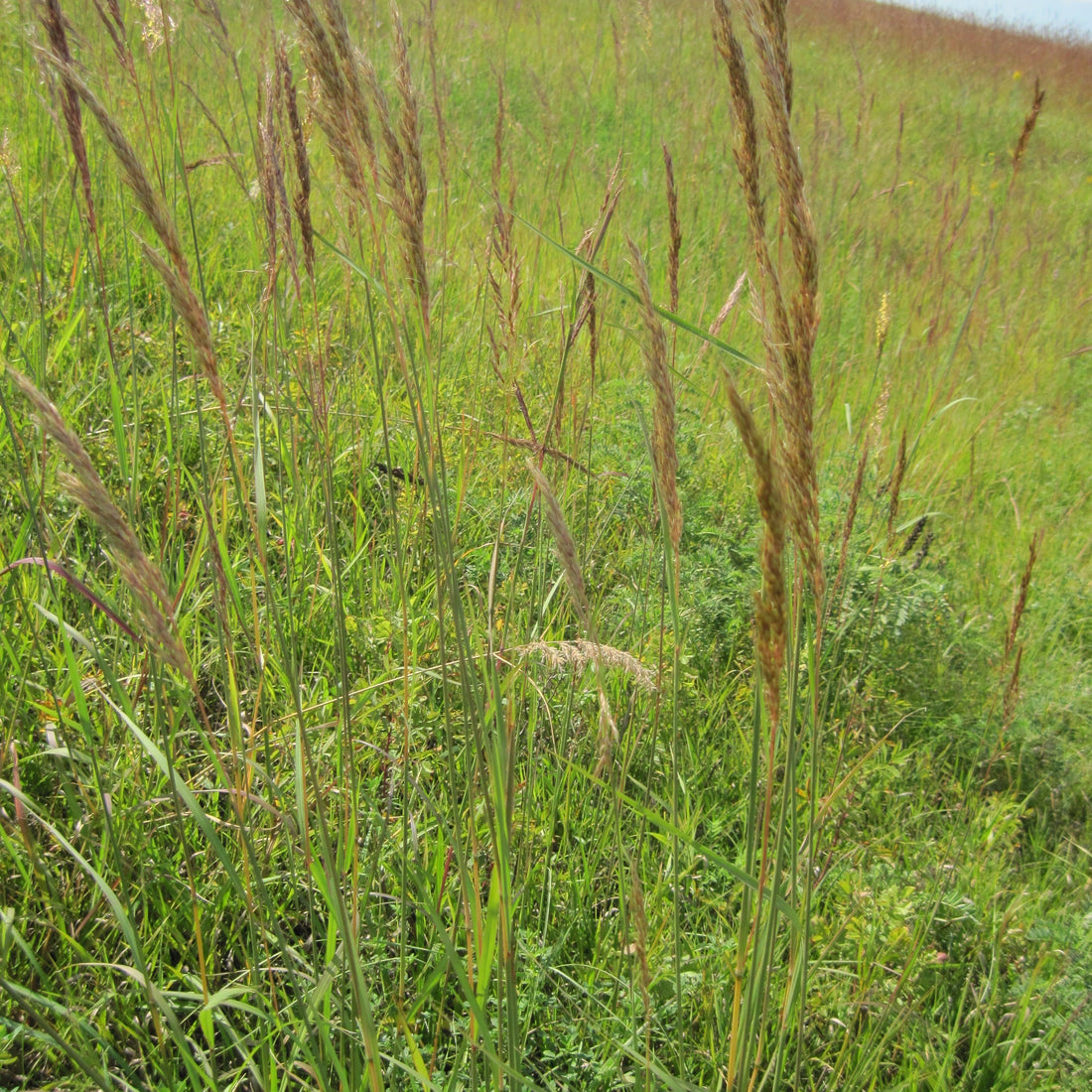 Indiangrass Native Grass Seed