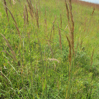 Indiangrass Native Grass Seed